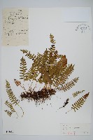 小水龍骨藏品圖，第1張