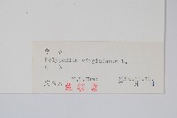 小水龍骨藏品圖，第2張