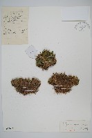 萬年松藏品圖，第1張