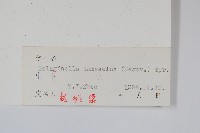 萬年松藏品圖，第2張