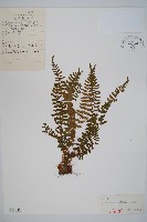 岩蕨藏品圖，第1張