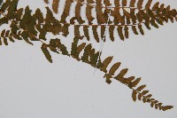 岩蕨藏品圖，第3張