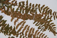 岩蕨藏品圖，第4張