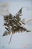 蕨藏品圖，第1張