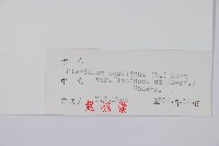 蕨藏品圖，第2張