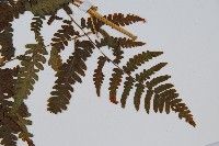 蕨藏品圖，第3張