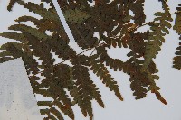 蕨藏品圖，第4張