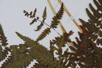 蕨藏品圖，第5張