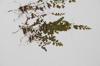 小鐵角蕨藏品圖，第3張