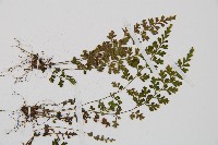 小鐵角蕨藏品圖，第4張