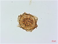 小鐵角蕨藏品圖，第2張