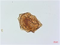 小鐵角蕨藏品圖，第3張