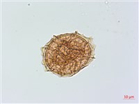 小鐵角蕨藏品圖，第4張