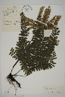 掌葉鐵線蕨藏品圖，第1張