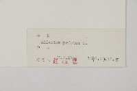 掌葉鐵線蕨藏品圖，第2張