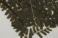 掌葉鐵線蕨藏品圖，第3張