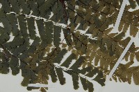 掌葉鐵線蕨藏品圖，第4張