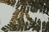 掌葉鐵線蕨藏品圖，第5張