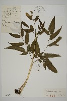 尖齒鳳丫蕨藏品圖，第1張