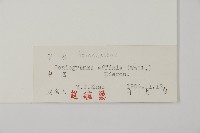 尖齒鳳丫蕨藏品圖，第2張