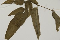 尖齒鳳丫蕨藏品圖，第3張