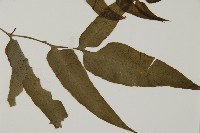 尖齒鳳丫蕨藏品圖，第4張