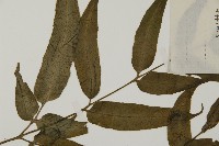 尖齒鳳丫蕨藏品圖，第5張