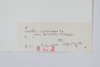 桂皮紫萁藏品圖，第2張