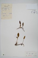 有柄石韋藏品圖，第1張