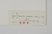 銀粉背蕨藏品圖，第2張