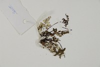 銀粉背蕨藏品圖，第3張