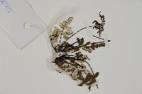 銀粉背蕨藏品圖，第4張