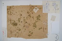 細葉滿江紅、紅萍滿江紅藏品圖，第1張