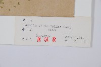 細葉滿江紅、紅萍滿江紅藏品圖，第2張