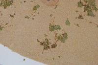 細葉滿江紅、紅萍滿江紅藏品圖，第3張