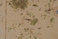 細葉滿江紅、紅萍滿江紅藏品圖，第4張