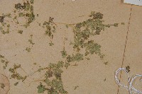 細葉滿江紅、紅萍滿江紅藏品圖，第5張