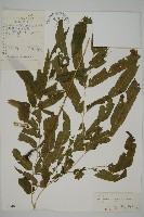 華鳳丫蕨藏品圖，第1張