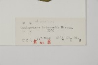 華鳳丫蕨藏品圖，第2張