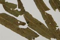 華鳳丫蕨藏品圖，第3張