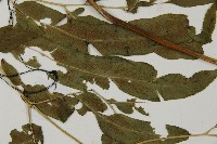 華鳳丫蕨藏品圖，第4張