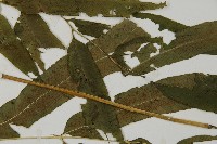 華鳳丫蕨藏品圖，第5張