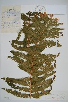 綿馬鱗毛蕨藏品圖，第1張