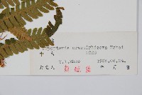 綿馬鱗毛蕨藏品圖，第2張