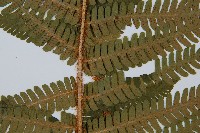 綿馬鱗毛蕨藏品圖，第3張