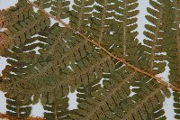 綿馬鱗毛蕨藏品圖，第5張