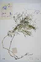 登錄號:P004037藏品圖，第1張