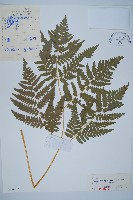蕨藏品圖，第1張