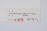 蕨藏品圖，第2張