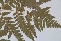 蕨藏品圖，第4張